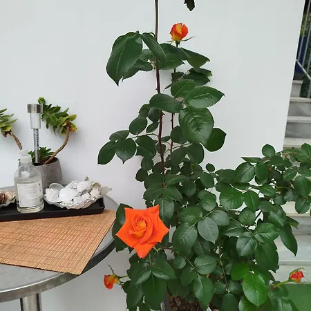 Apartman Alenstudios *